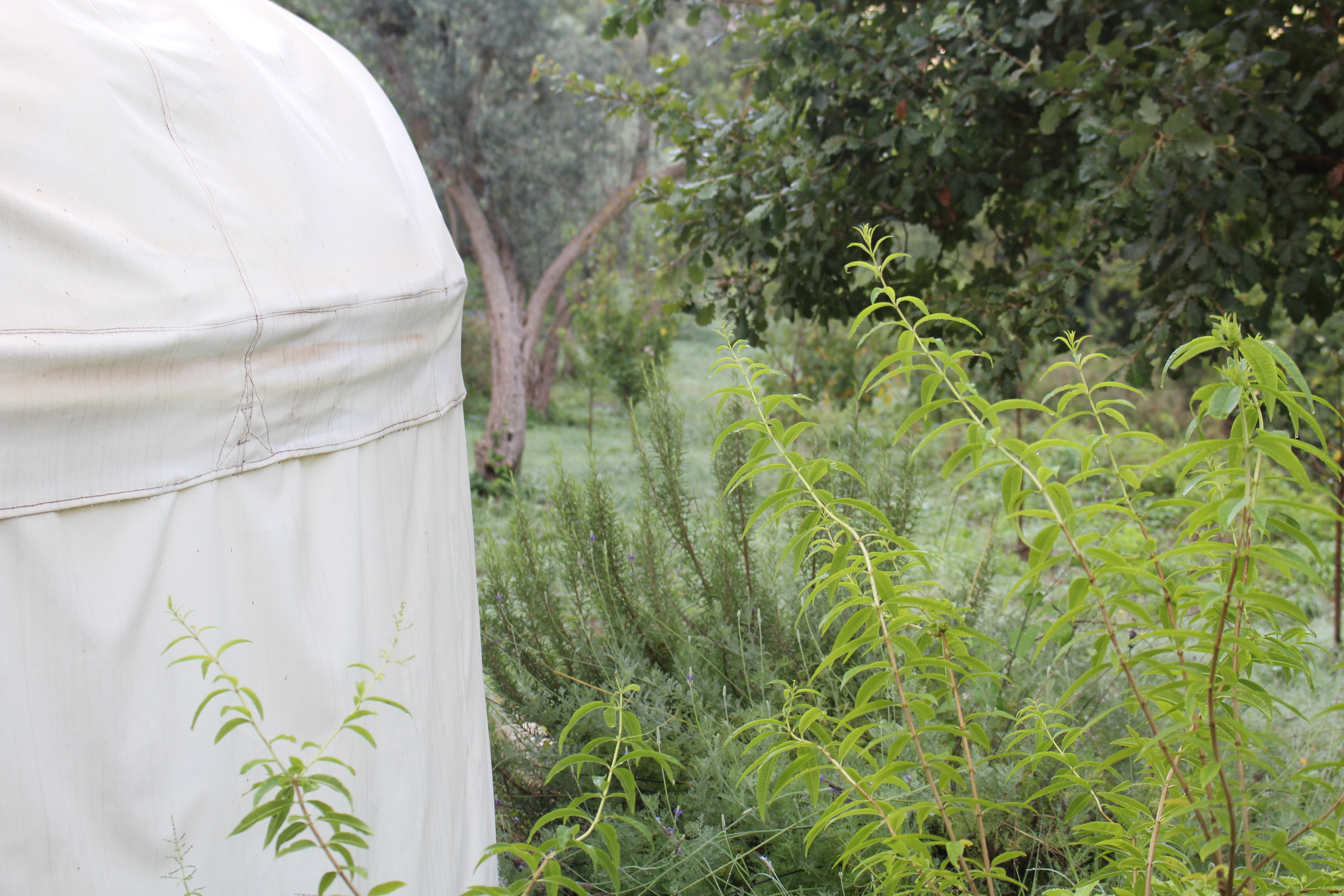 Sicily farm Sept 2018 (96)