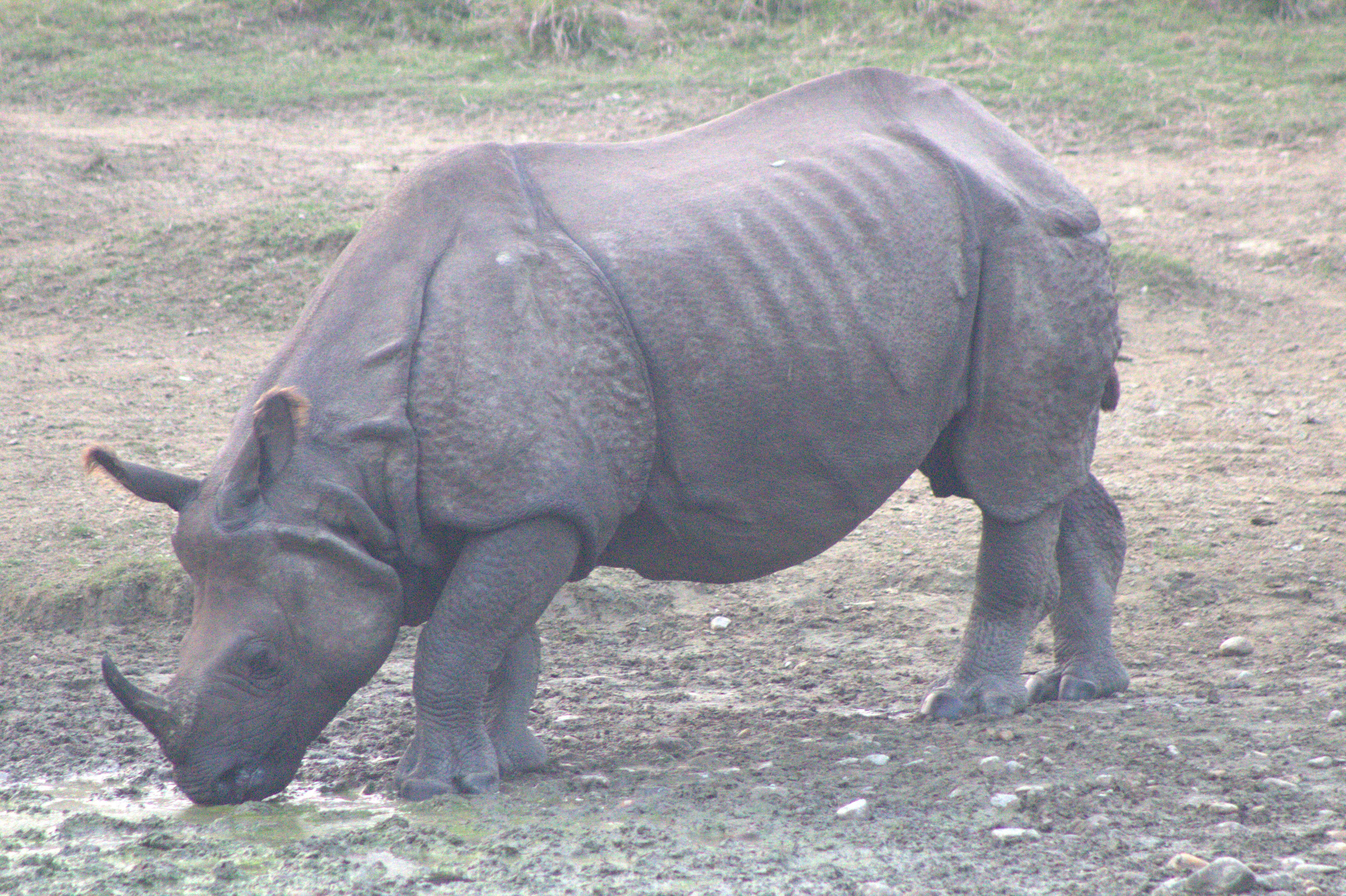 nepal january 2019 (163)