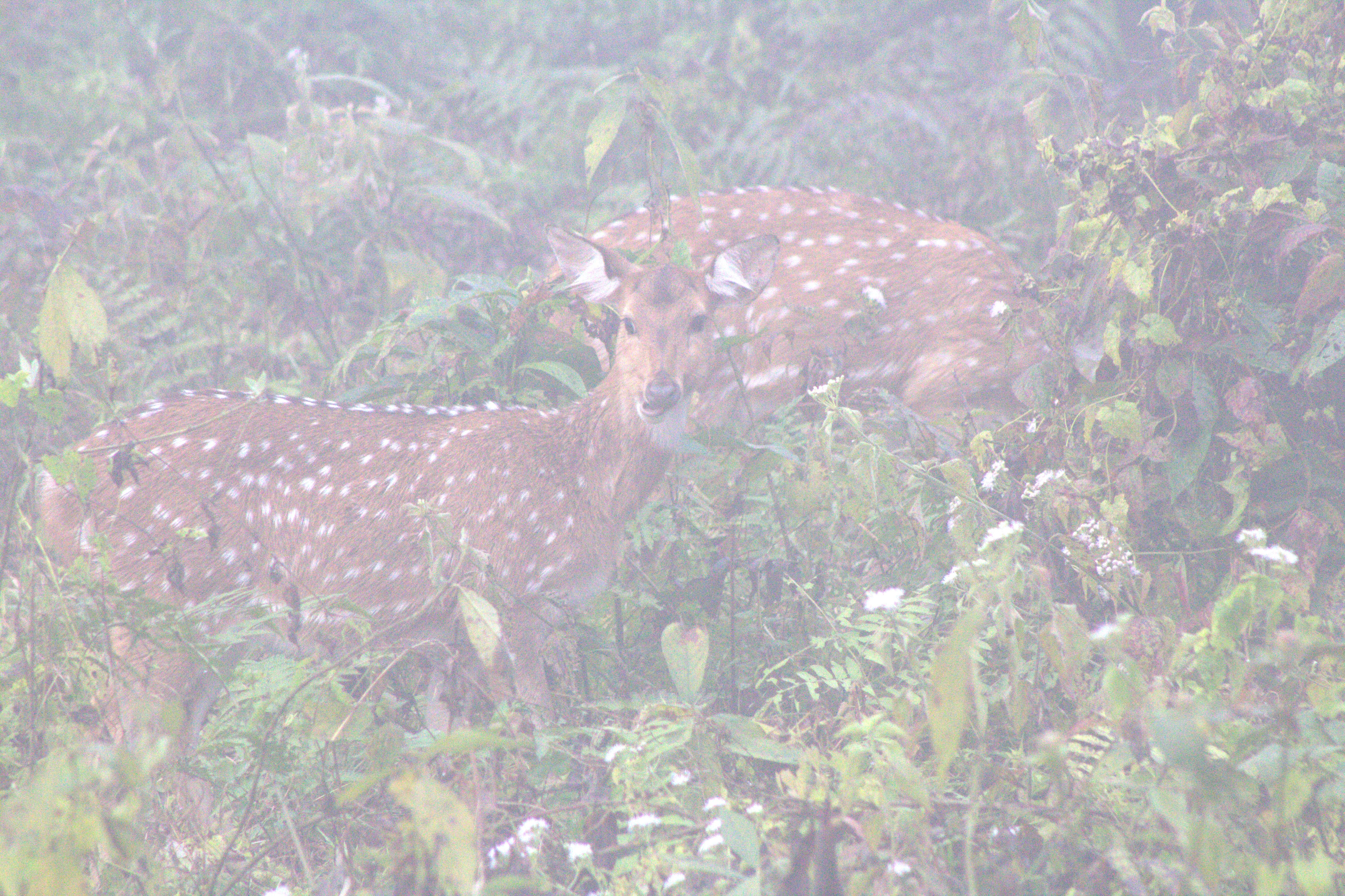 nepal january 2019 (187)