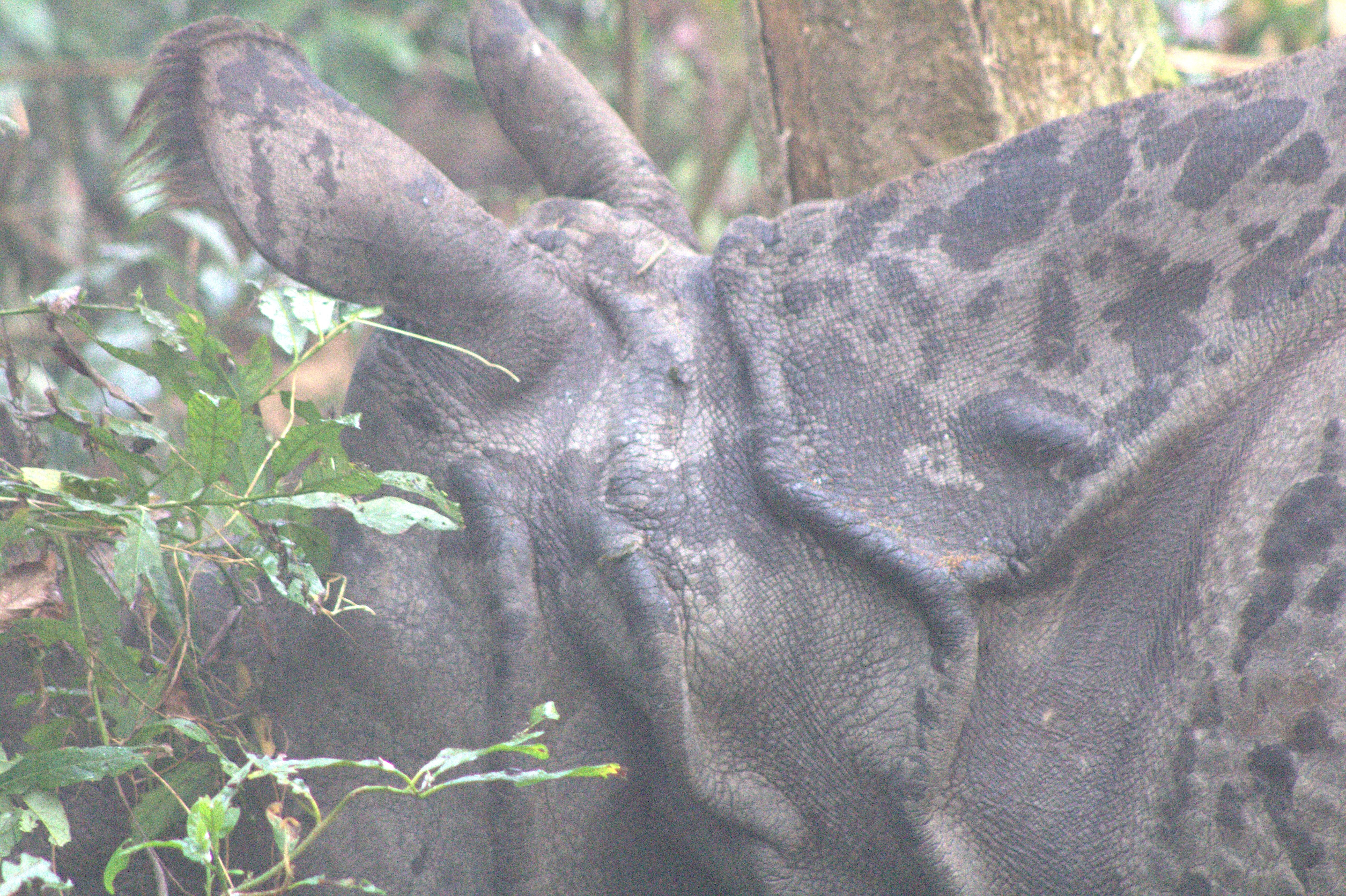 nepal january 2019 (196)