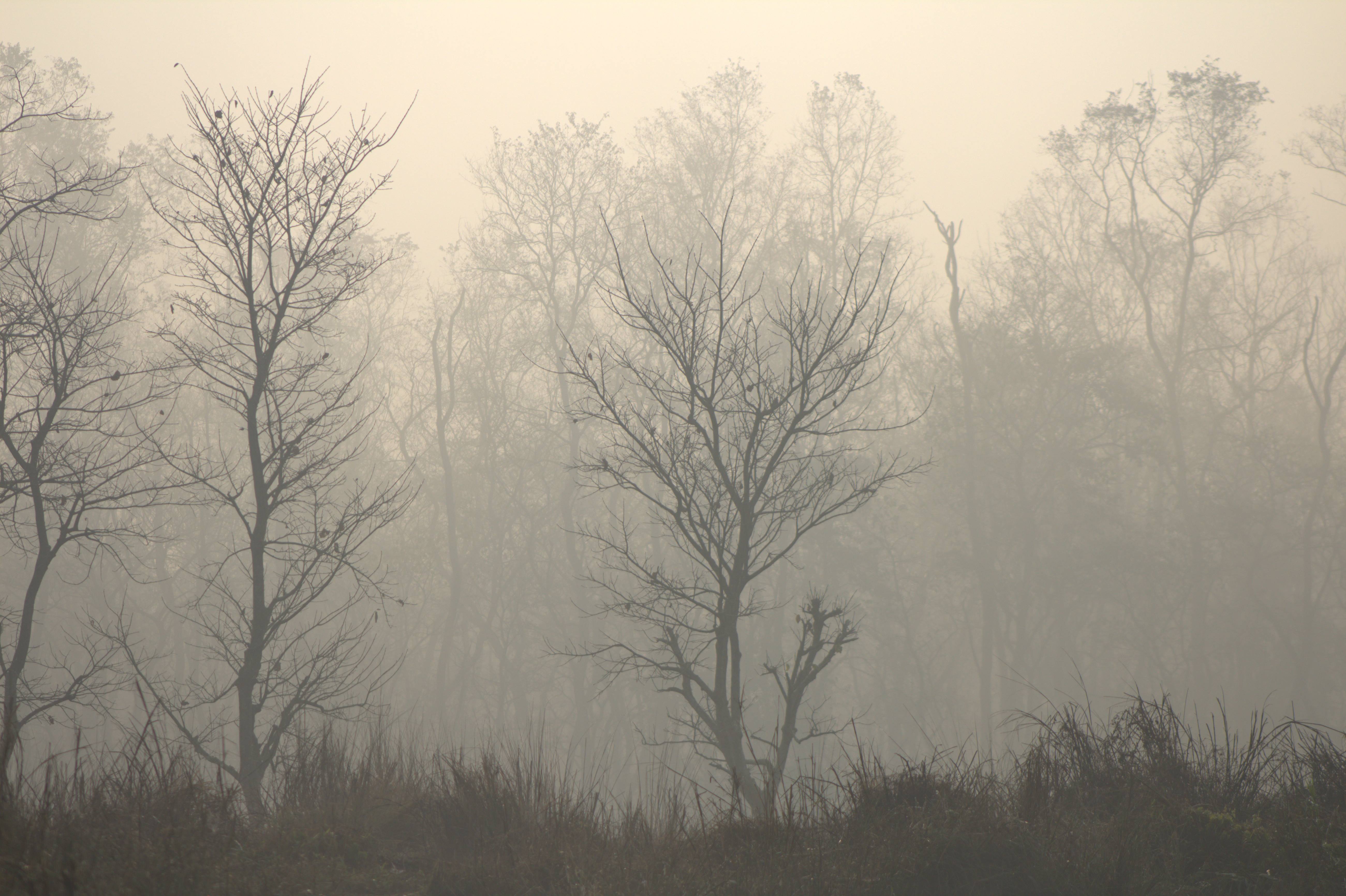 nepal january 2019 (252)