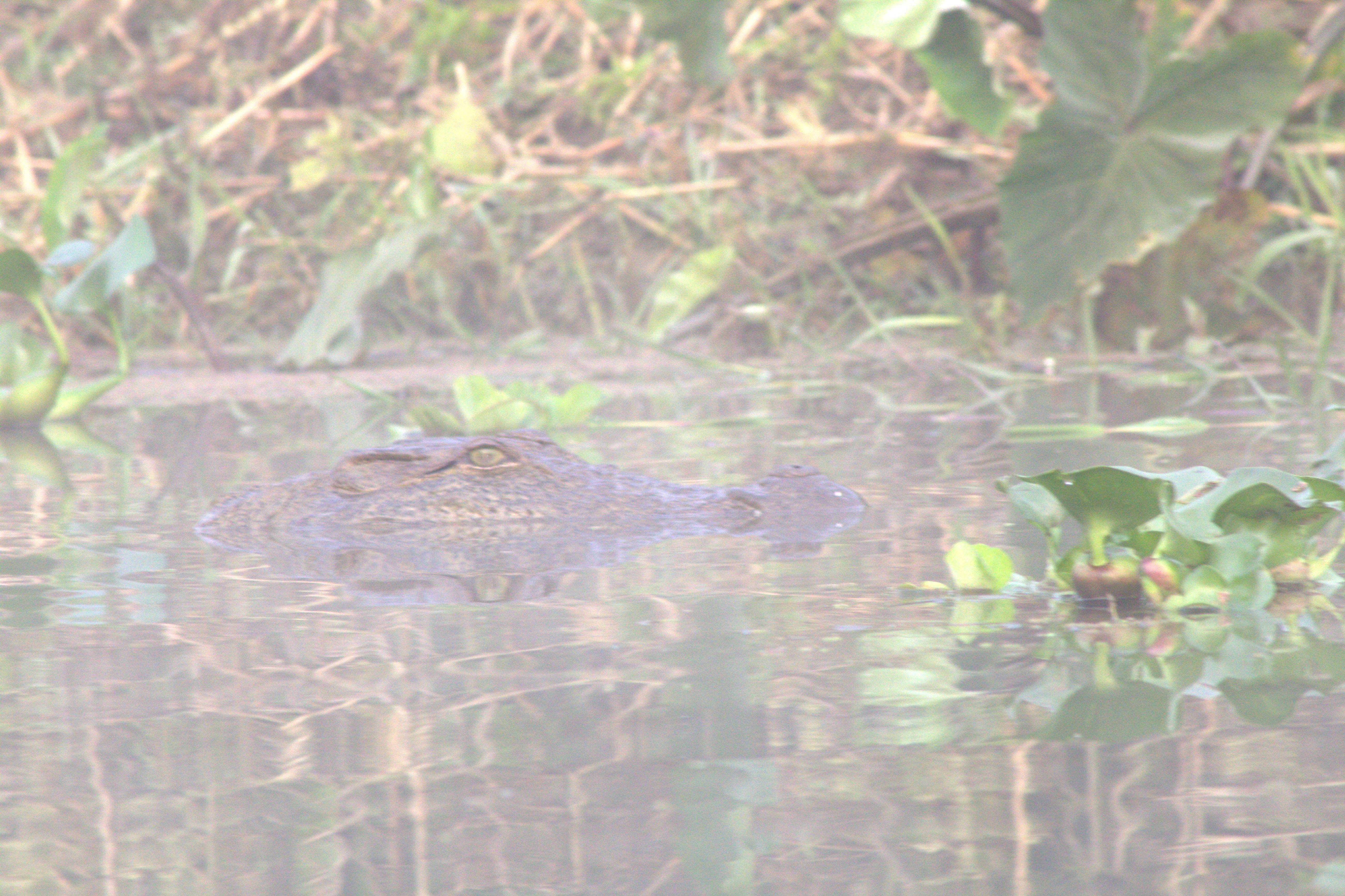 nepal january 2019 (256)