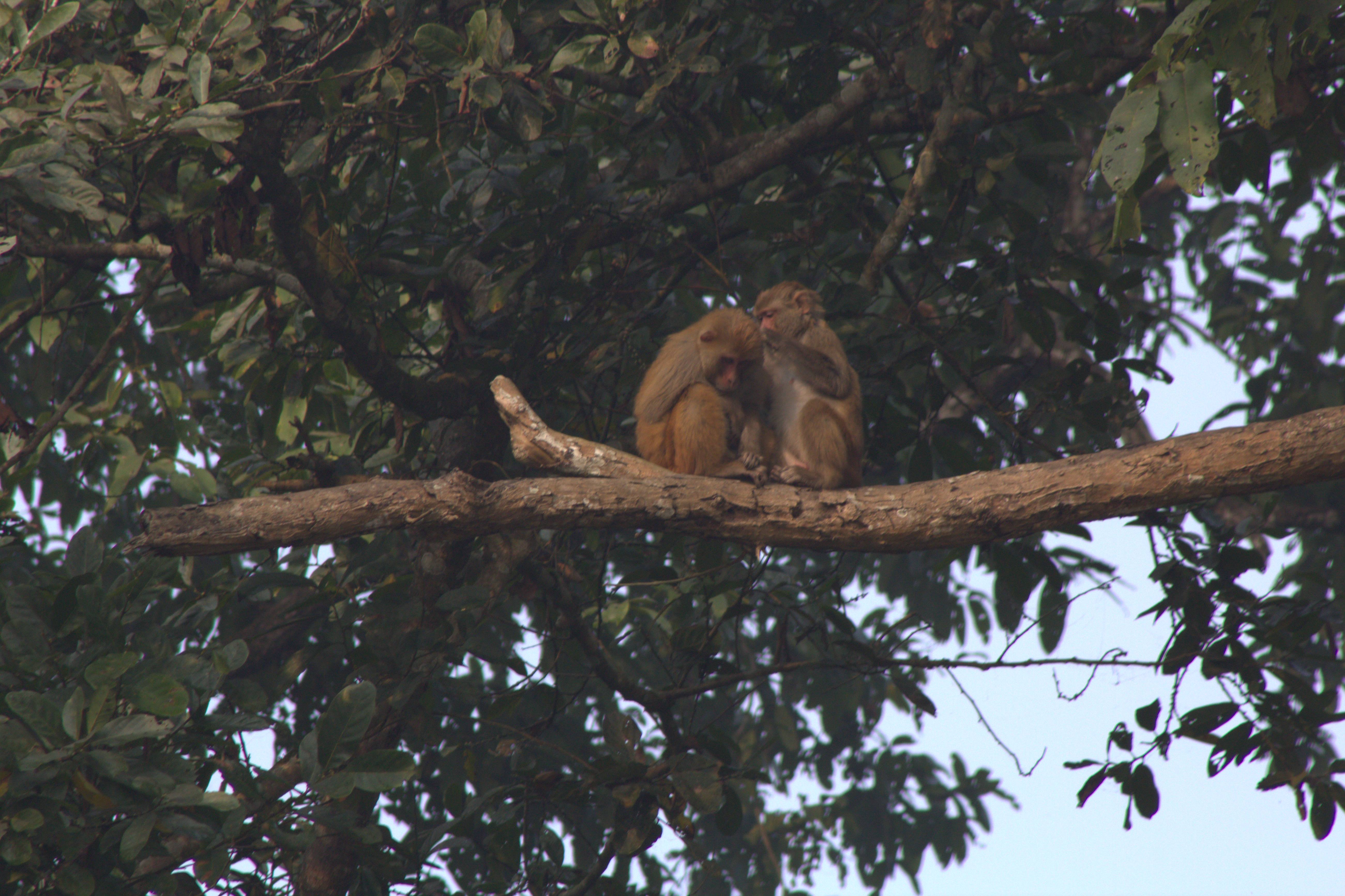 nepal january 2019 (265)