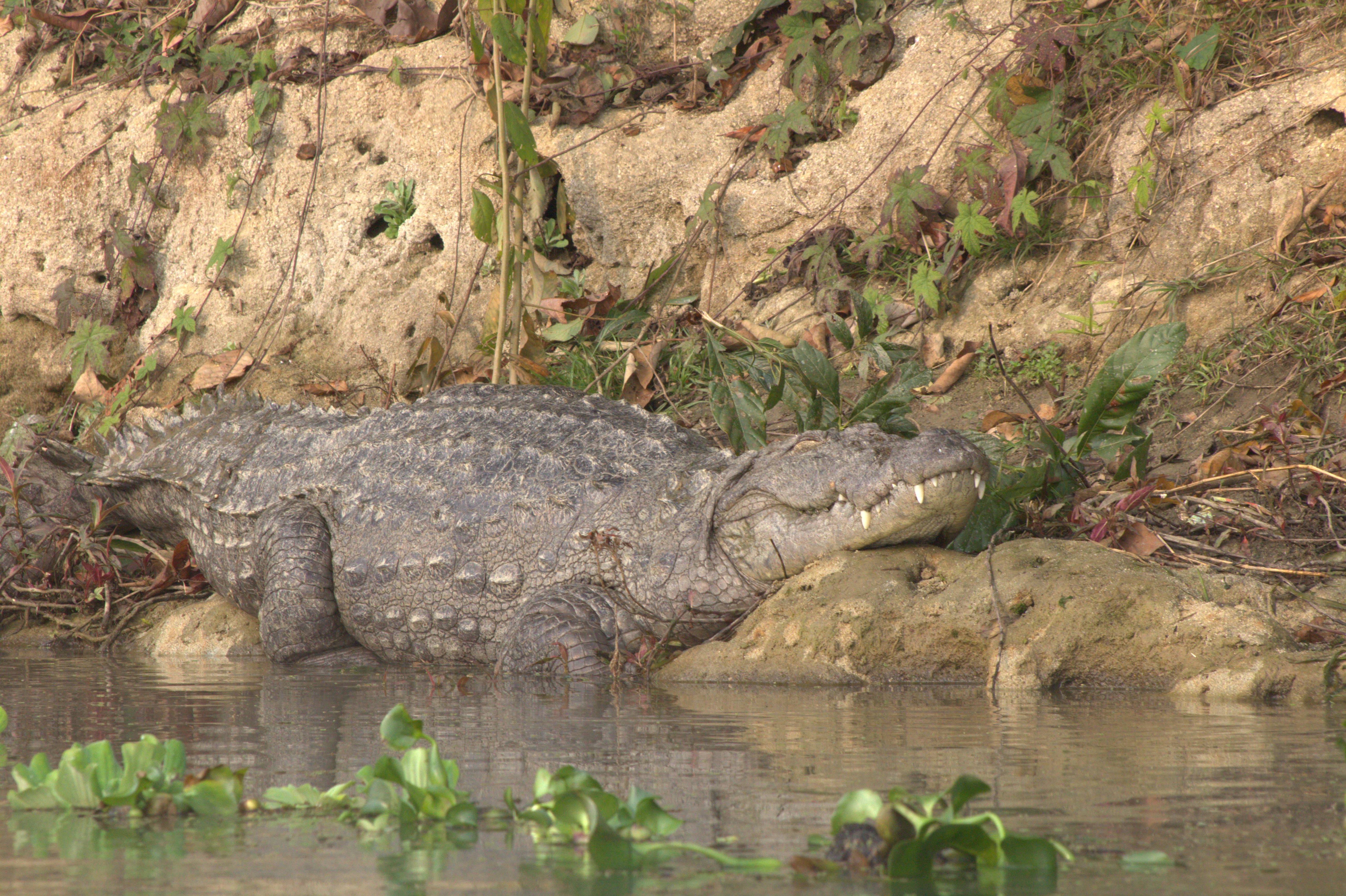 nepal january 2019 (266)