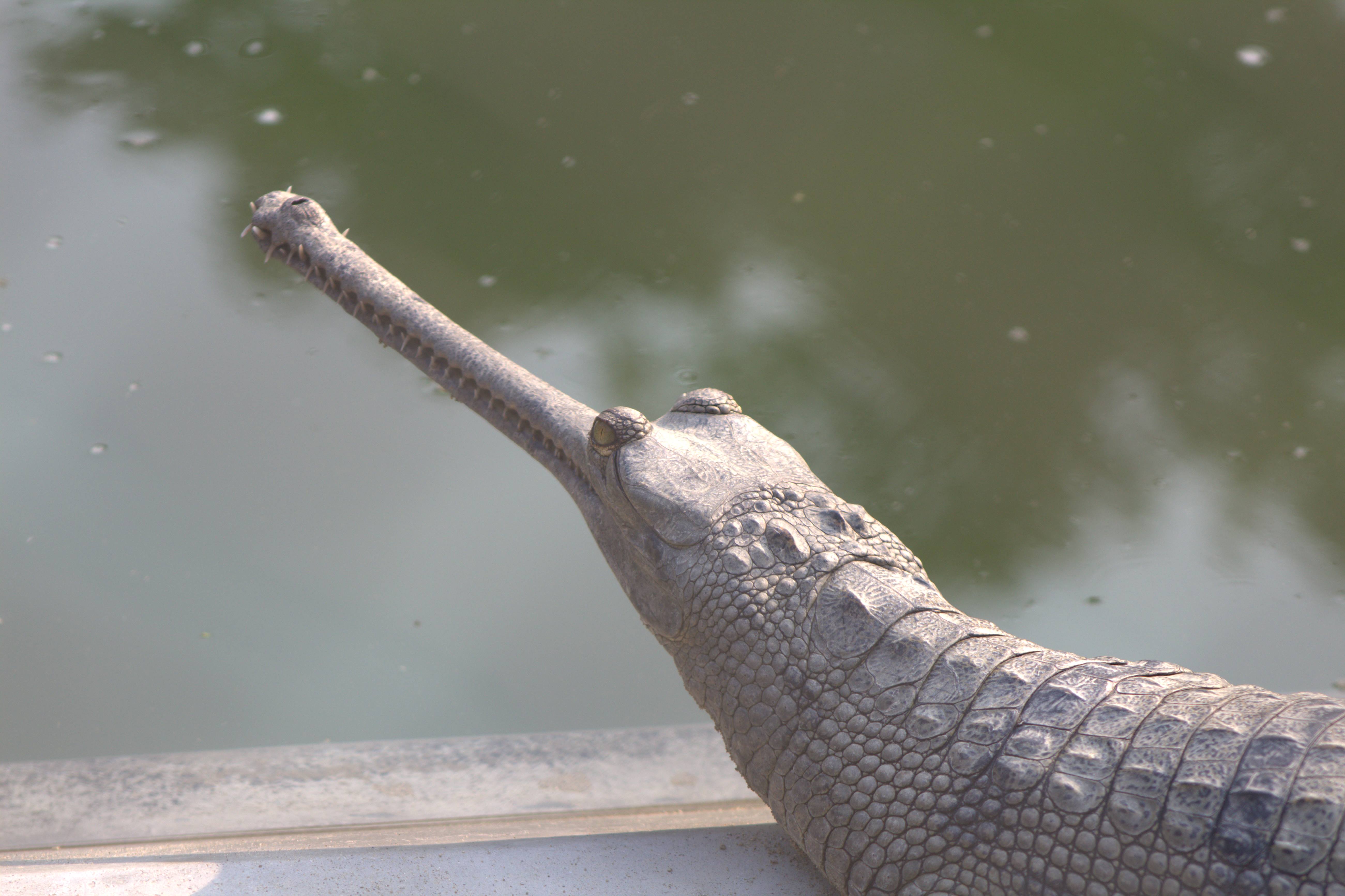 nepal january 2019 (328)