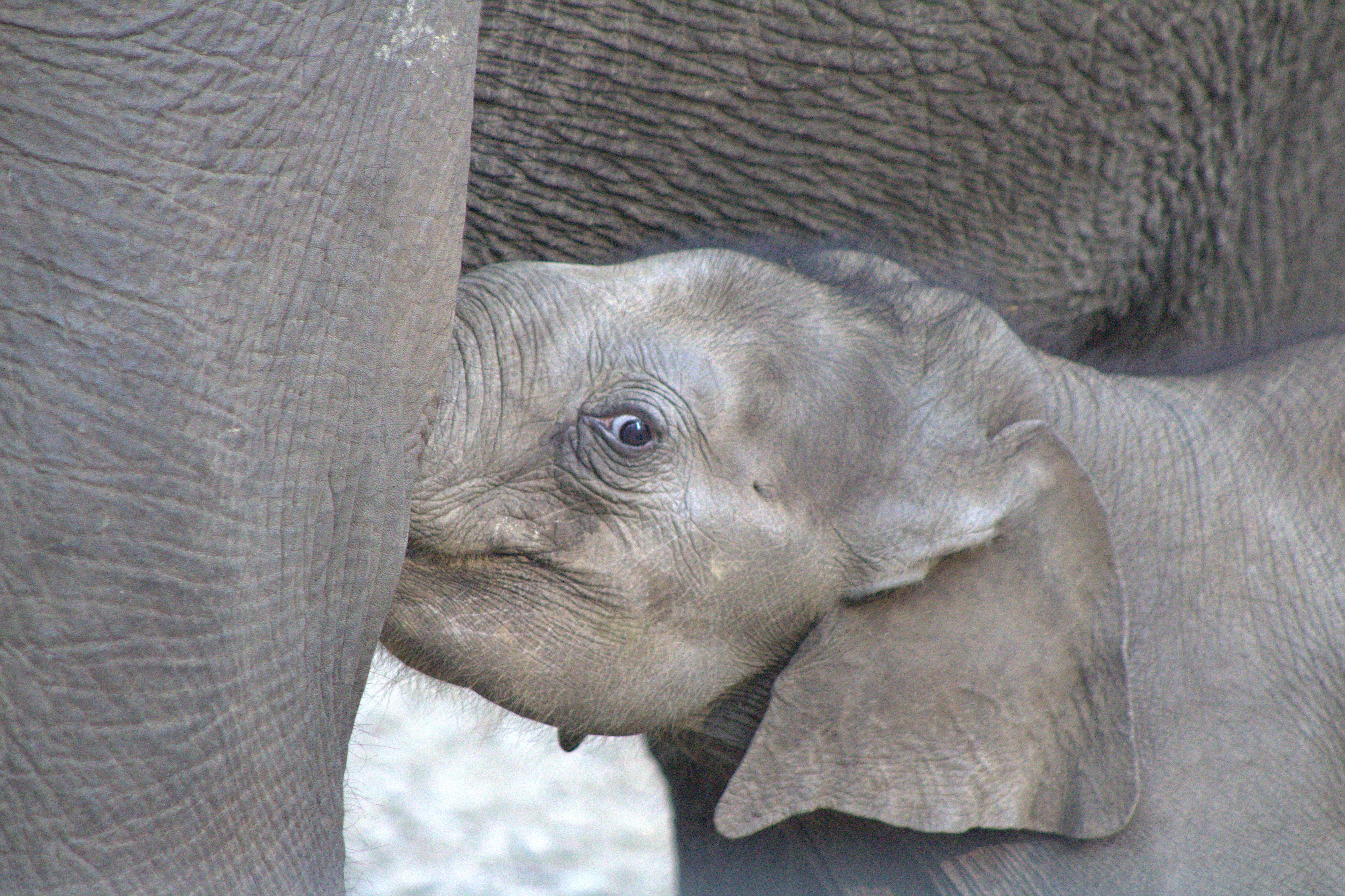 nepal january 2019 (355)