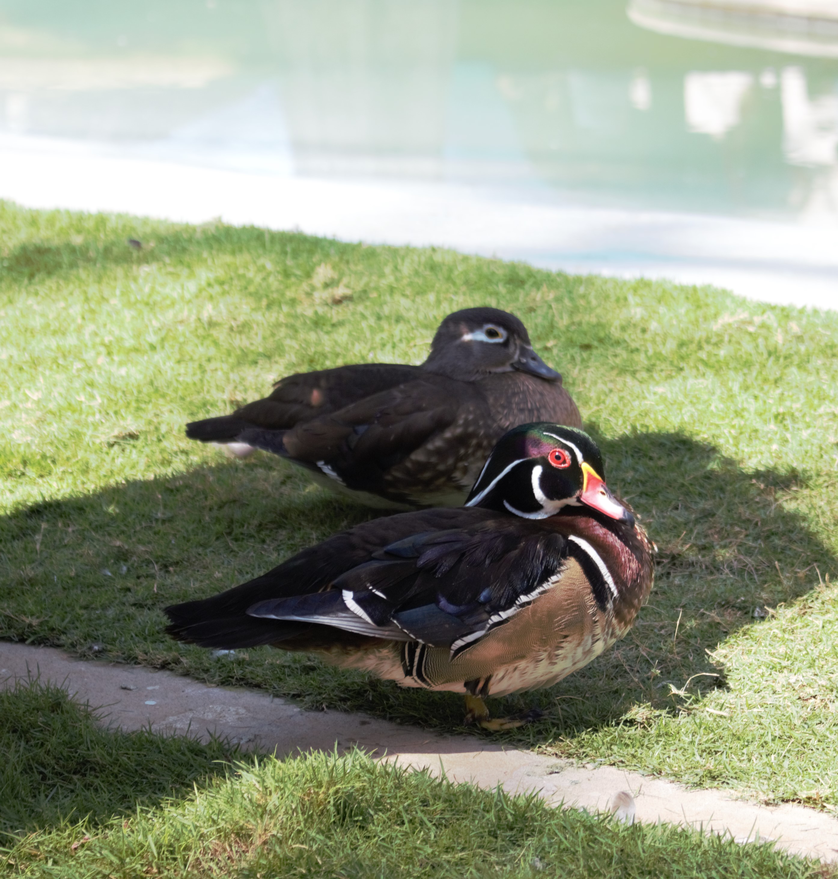 Hyderabad January 2019 (338) (2)