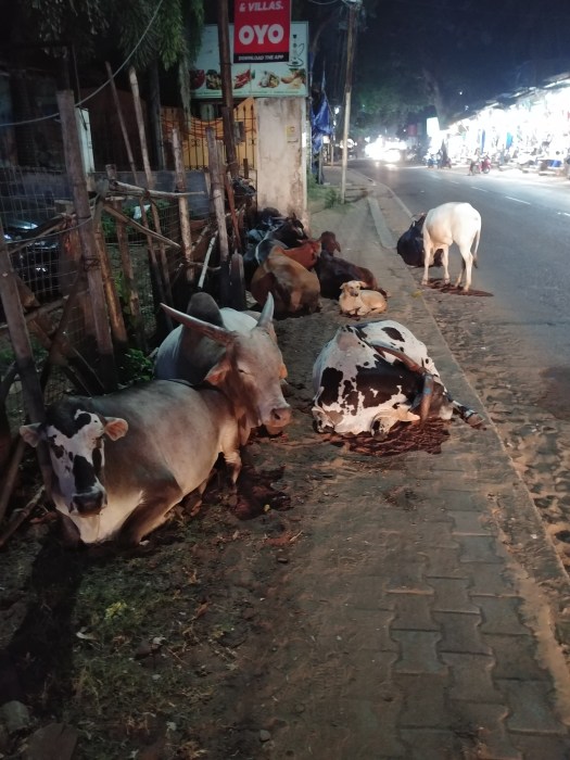Street cows